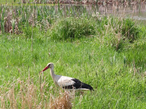 White Stork