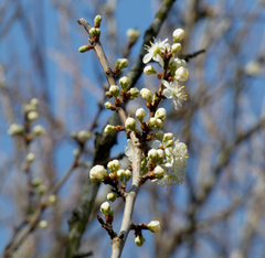 Prunus spinosa