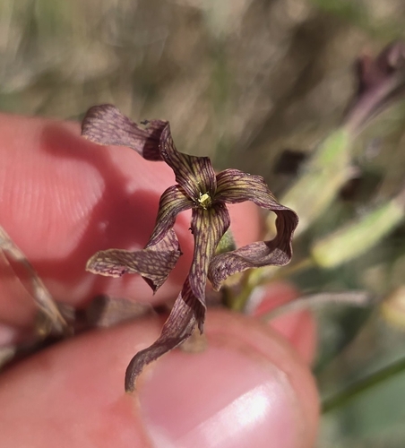 Hesperis tristis, photograph 1