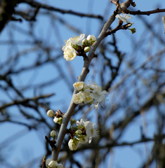 Prunus spinosa
