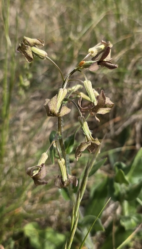 Hesperis tristis, photograph 2