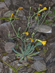 Chondrilla chondrilloides