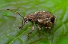 Cyphicerini