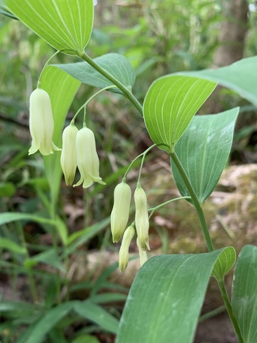 Polygonatum biflorum image