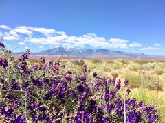 Psorothamnus arborescens