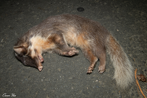 Formosan Ferret-badger