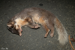 Melogale subaurantiaca
