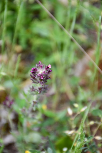 Broadleaf Glandweed