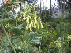 Nicotiana paniculata