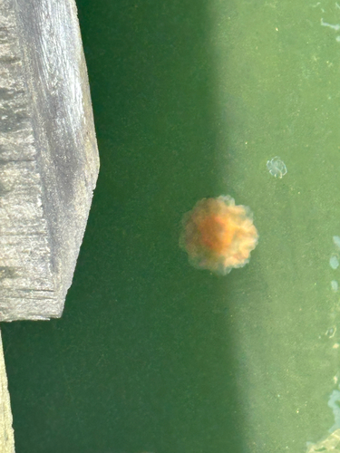 Atlantic Lion's Mane Jelly photographed in New Hampshire