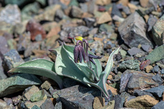 Fritillaria glauca, photograph author not stated, no rights reserved