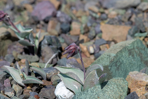 Fritillaria glauca, photograph 6