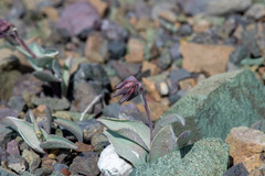 Fritillaria glauca, photograph author not stated, no rights reserved