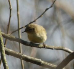 Phylloscopus collybita
