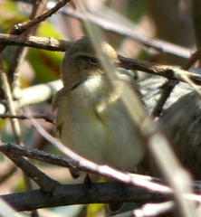 Phylloscopus collybita