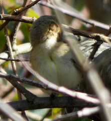 Phylloscopus collybita