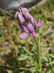 Lupinus hispanicus, photograph (c) Daniel Heras González, some rights reserved (CC BY)
