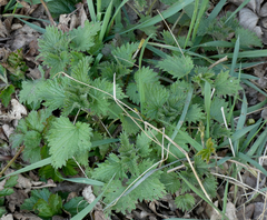 Urtica dioica