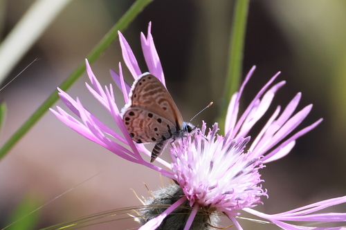 African Babul Blue