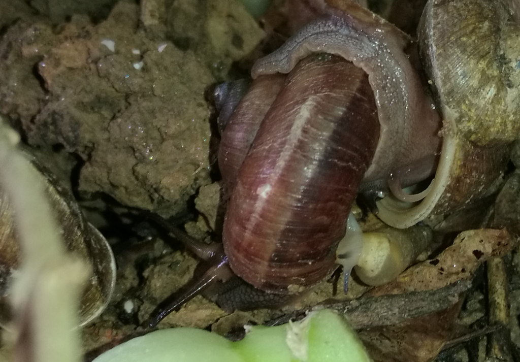 Cyclophorus elegans