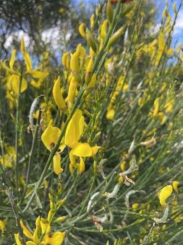 Spanish Broom