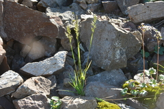 Trisetum agrostideum