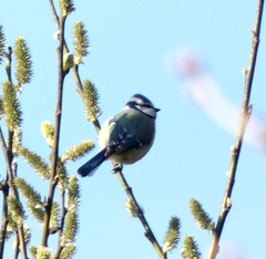 Cyanistes caeruleus