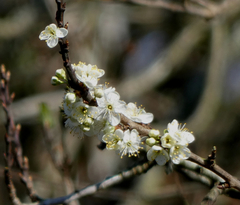 Prunus spinosa