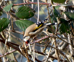 Carduelis carduelis