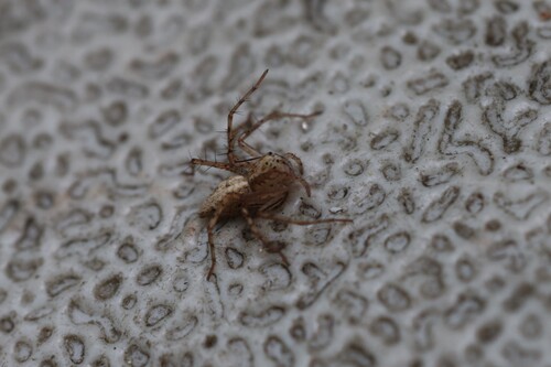 Oxyopes aglossus photo 5