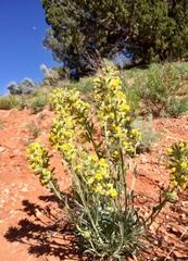 Oreocarya confertiflora