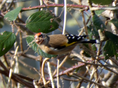 Carduelis carduelis