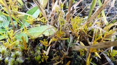Stackhousia minima