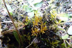 Stackhousia minima
