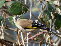 Carduelis carduelis