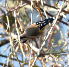 Carduelis carduelis