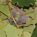 Vitis × labruscana - Photo (c) Jeremy Gilmore, algunos derechos reservados (CC BY), subido por Jeremy Gilmore