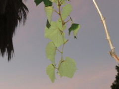 Vitis × labruscana