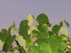 Vitis × labruscana