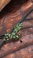 Atelopus spurrelli