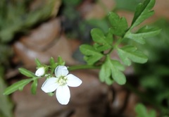 Cardamine graeca