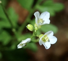 Cardamine graeca