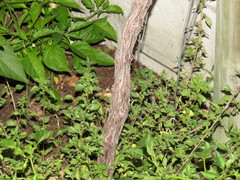 Vitis × labruscana