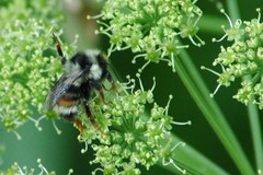 Bombus bifarius
