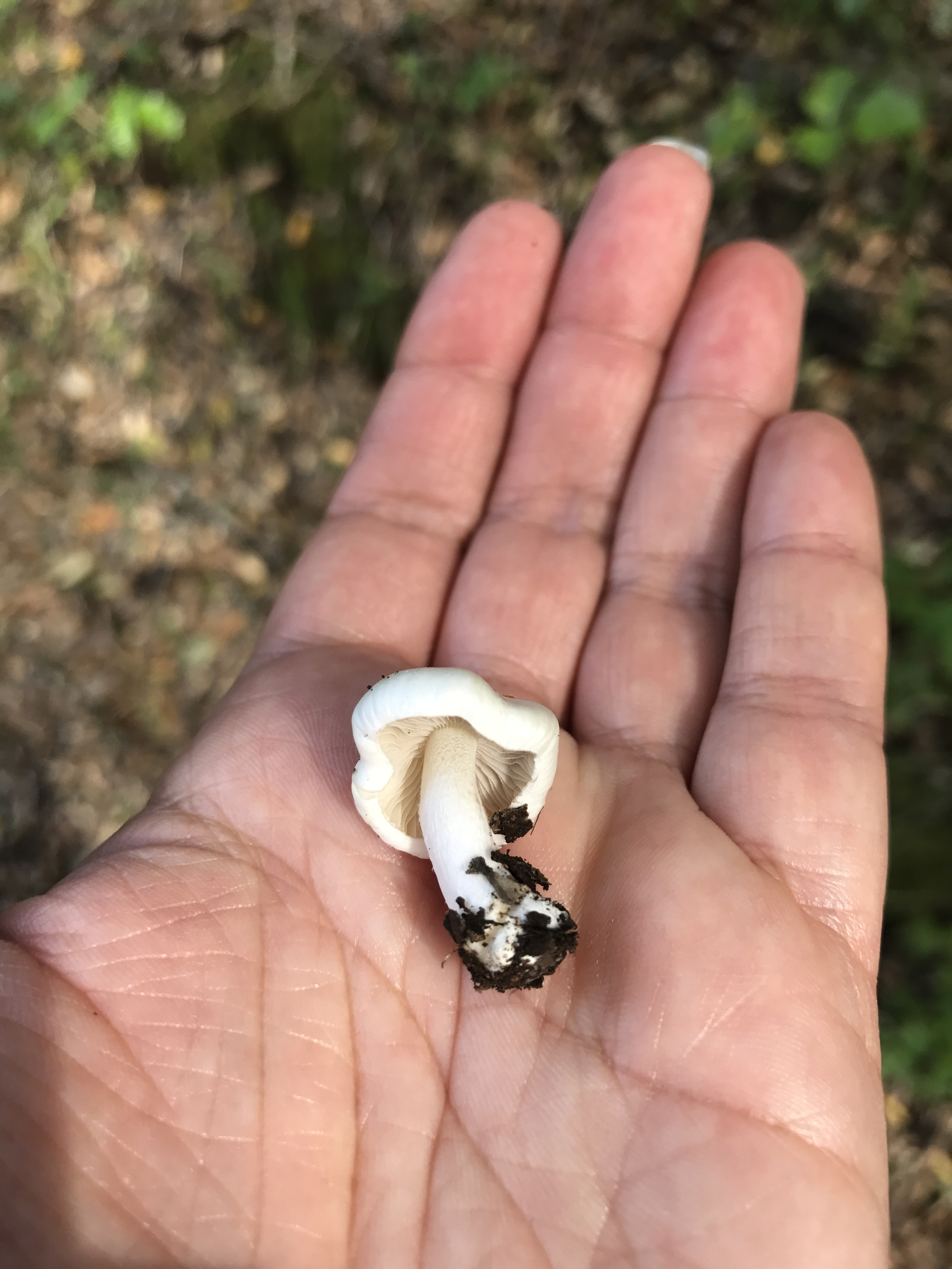 Inocybe insinuata image