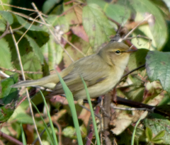 Phylloscopus collybita