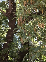 Phytolacca dioica