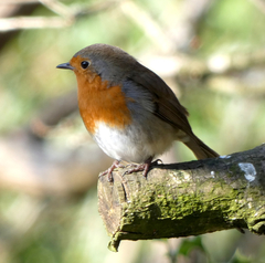 Erithacus rubecula