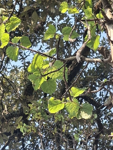Rock Tree Nettle