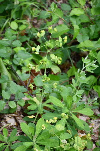 wood spurge